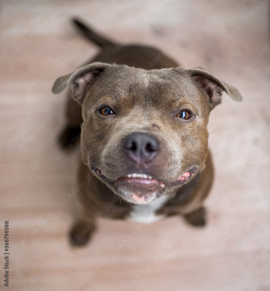 portrait of a beautiful staffordshire terrier dog