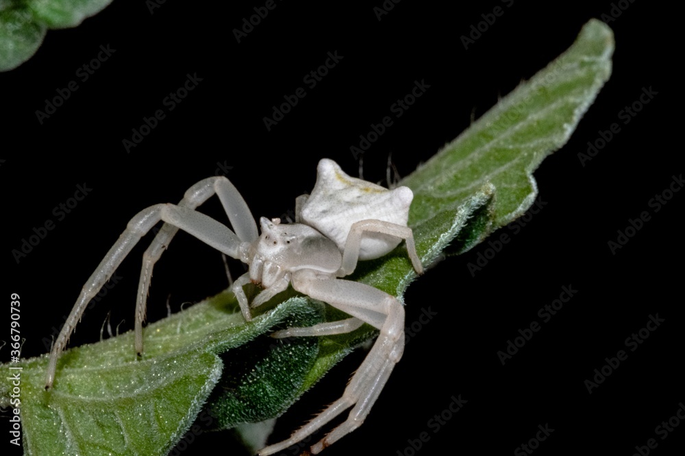 Specimen of white crab spider - Thomisus onustus Thomisidae Stock Photo