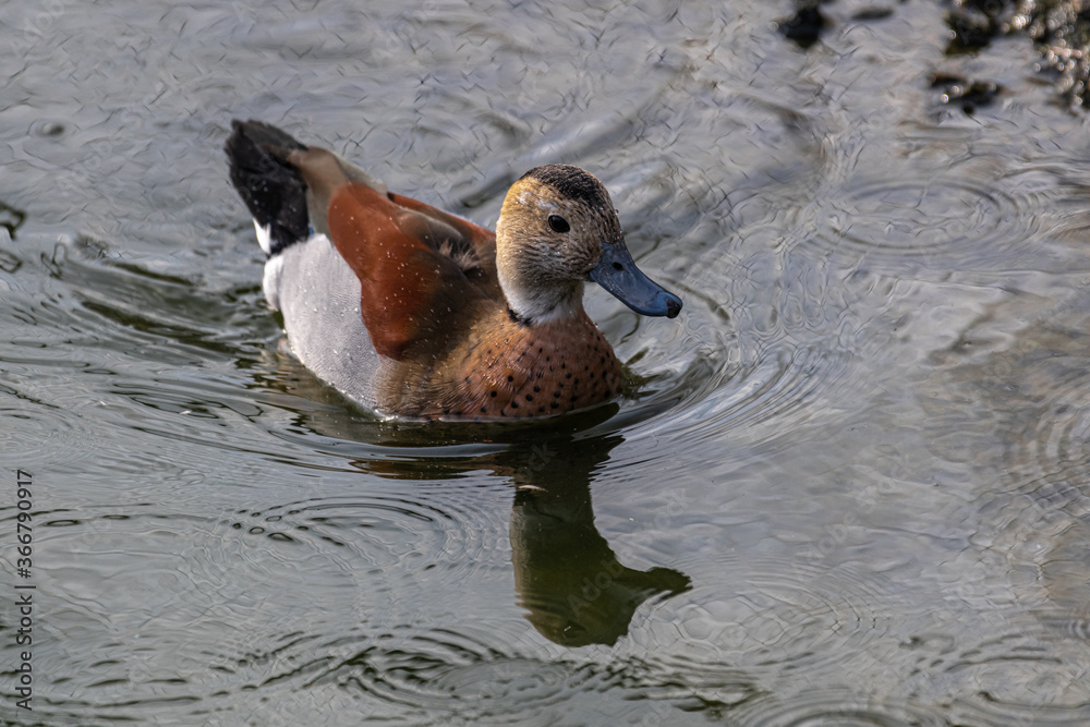 Fototapeta premium Male Ringed teal (Callonetta leucophrys)