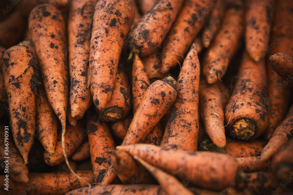 There are lots of ripe orange carrots in the market, covered in fresh earth. Rich harvest. There are lots of ripe orange carrots in the market, covered in fresh earth. Rich harvest.
