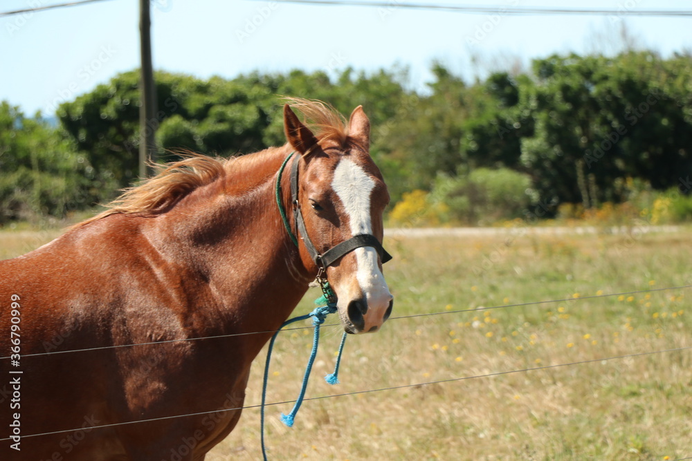 Horses under the morning sun are examples of strength, speed, lightness, and agility Horses under the morning sun are examples of strength, speed, lightness, and agility