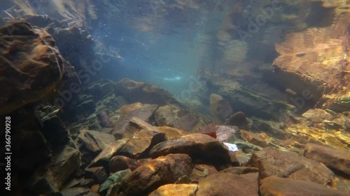 Leaf Debris Drifting in Mountain Stream from Submerged Perspective photo