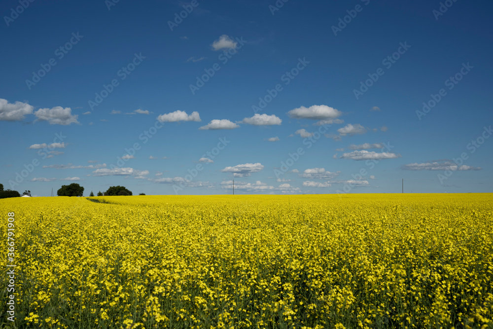 Canola field in blossom on the Canadian prairies in Rocky View County Alberta.