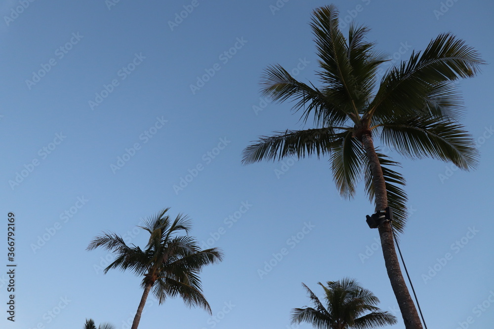palm trees with blue sky background