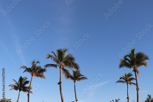 palm trees with blue sky background