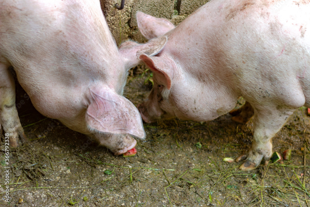 Two piglets standing on a field outside on a pig farm,looking for food.The farm pig ,walking in the sty.Pink pigs on the farm.Swine at the farm.Animal indoor on a farm yard.Animal potrait.Close up. Two piglets standing on a field outside on a pig farm,looking for food.The farm pig ,walking in the sty.Pink pigs on the farm.Swine at the farm.Animal indoor on a farm yard.Animal potrait.Close up.