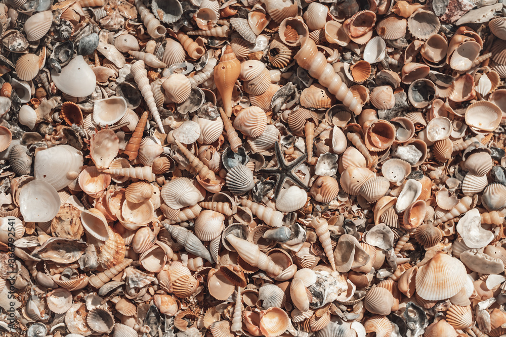 beautiful shell beach. texture pattern
