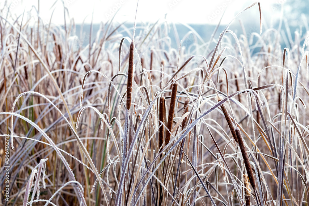 Fototapeta premium Frost-covered dry reeds on the river bank