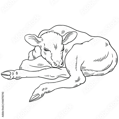 Hand drawn vector of calf isolated on white background for coloring page. Black and white  stock illustration of baby cow for coloring book.