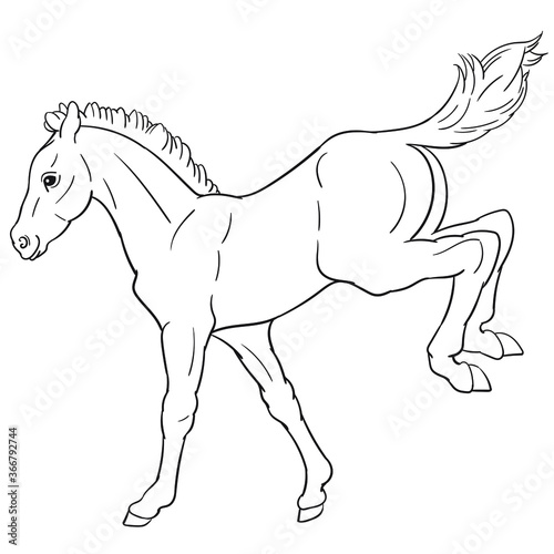 Hand drawn vector of foal isolated on white background. Black and white stock illustration of young horse for coloring book.