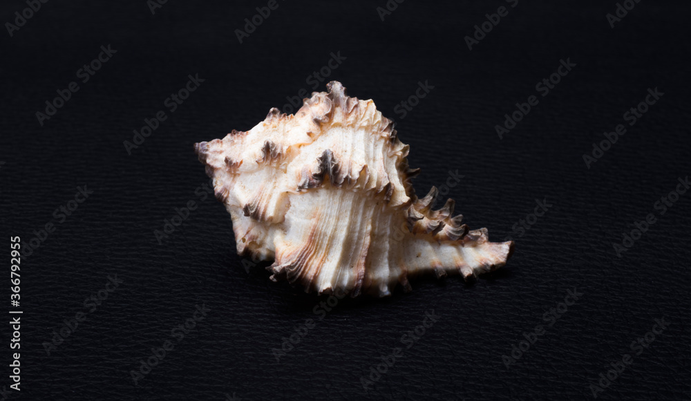 seashell with appendages on a black background seashell with appendages on a black background