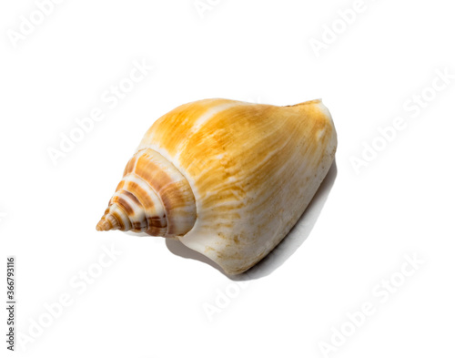 sea smooth yellow shell on a white background