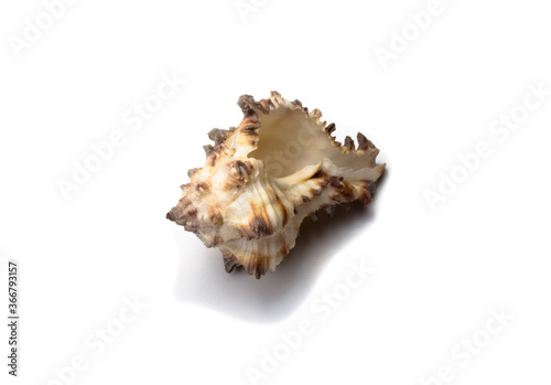 seashell with spines on a white background top view