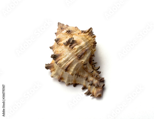 seashell with spikes on a white background