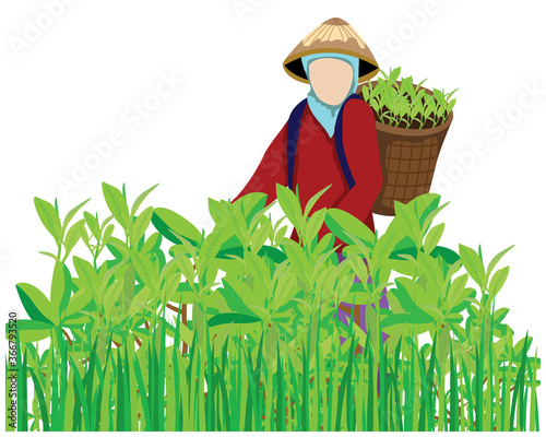 agriculturist harvest tea leaves vector design