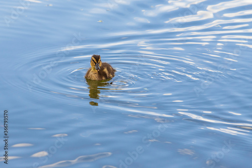 Beautiful little duck cub swims in the water of the pond. Its image is reflected in the water of the pond. He has drops of water on his head.