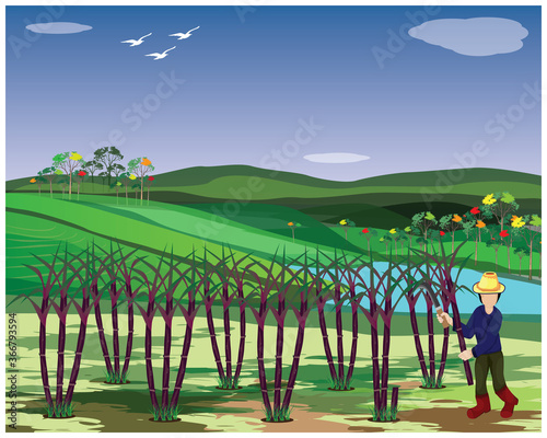 agriculturist harvest sugar cane plant vector design