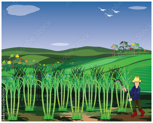 agriculturist harvest sugar cane plant vector design