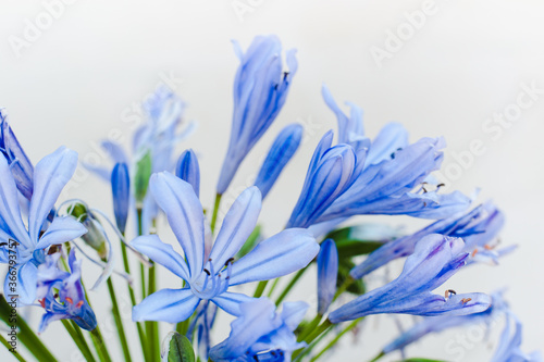 blooming hyacinth, hyacinth, blue flowers close up, blue flowers on white background