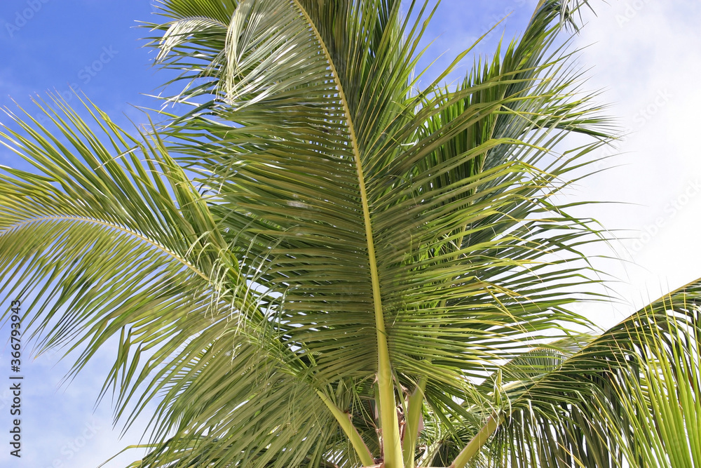 Obraz premium Palm Fronds