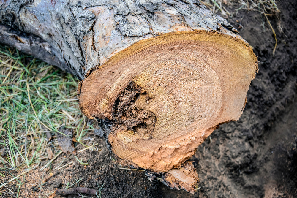 Sawed Off trunk of a dried apple tree with traces of the disease. Cross cut of an old fruit tree. Close-up. Selective focus. Sawed Off trunk of a dried apple tree with traces of the disease. Cross cut of an old fruit tree. Close-up. Selective focus.