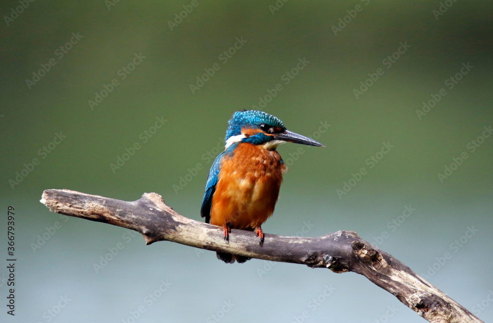 Juvenile kingfisher fishing at the lake