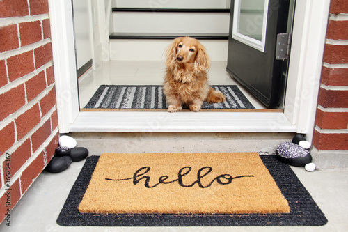 Hello. Longhair dachshund sitting in the front entrance of a home. photo