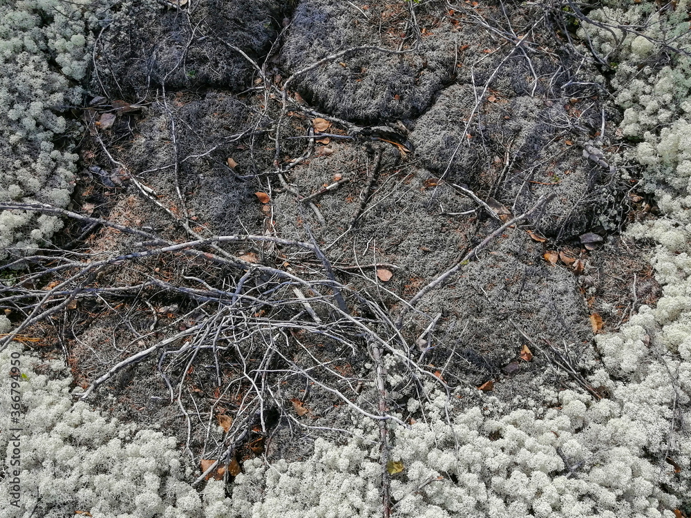 Soil, mosses, plants and dry twigs on the surface of the characteristic northern tundra landscape. Background image, landscape texture. The pristine nature of the Arctic. Soil, mosses, plants and dry twigs on the surface of the characteristic northern tundra landscape. Background image, landscape texture. The pristine nature of the Arctic.