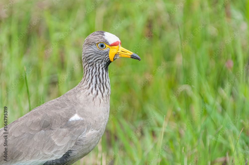 African wattled lapwing (Vanellus senegallus) African wattled lapwing (Vanellus senegallus)
