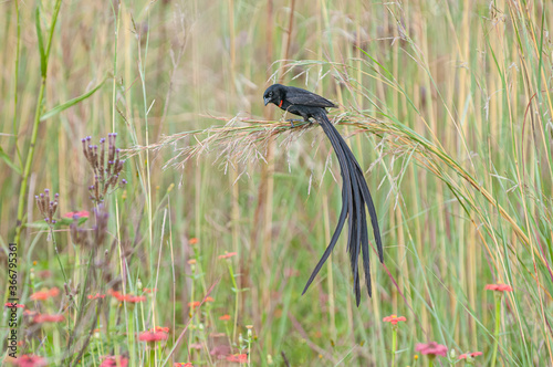 Long-tailed widowbird (Euplectes progne) photo