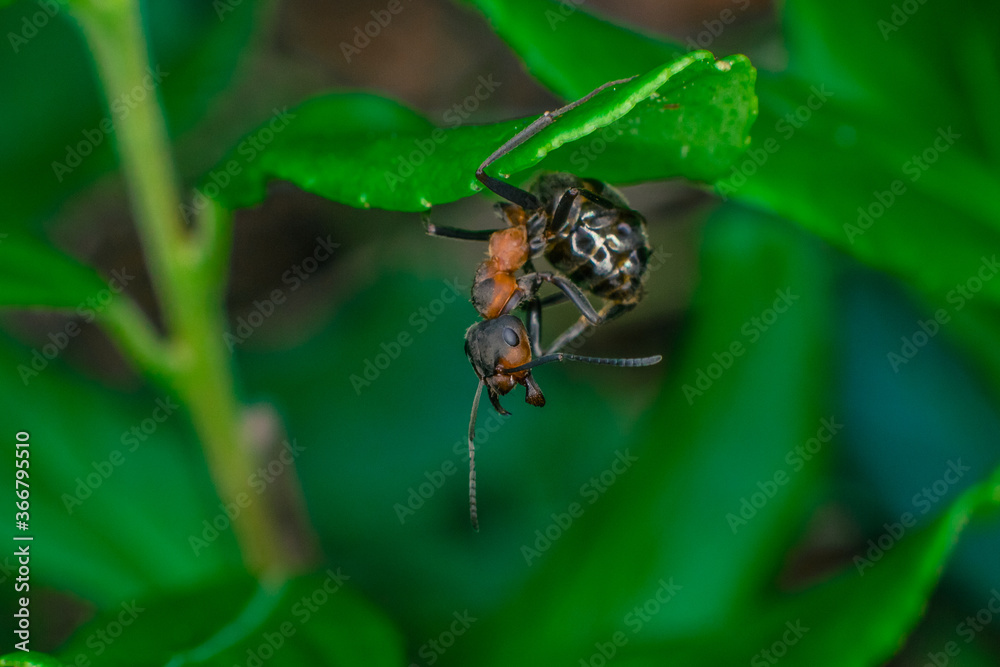 forest red ant examines the surroundings from a leaf forest red ant examines the surroundings from a leaf