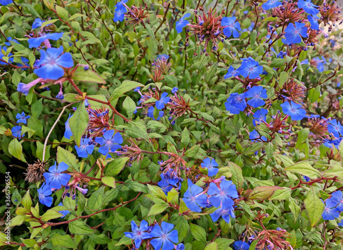 colorful leadwood flowers in the garden
