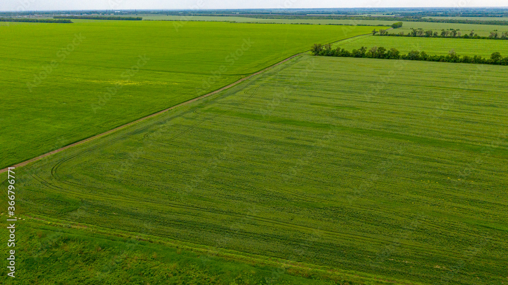 Agriculture, green field of wheat shoots, aerial view Agriculture, green field of wheat shoots, aerial view