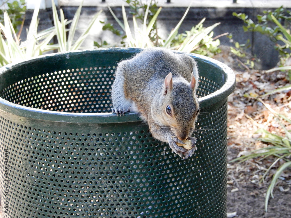 squirrel in the park eating peanuts