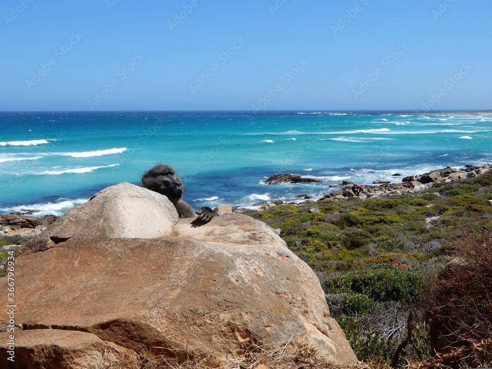 Monkey behind a rock at the sea