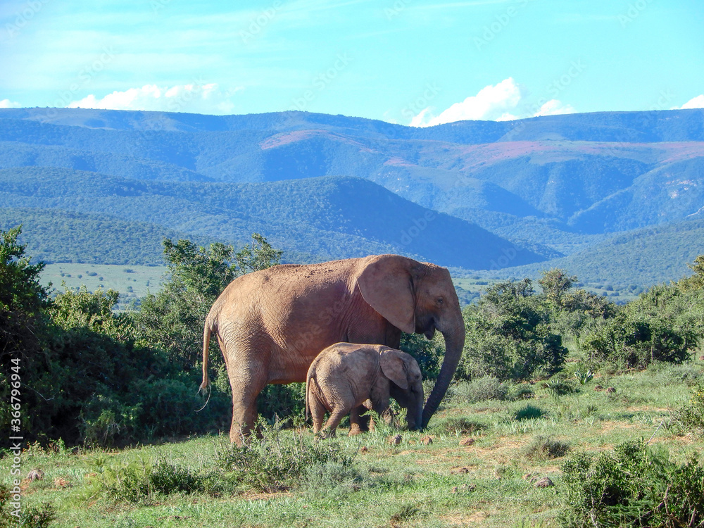 Motrher and baby elephant