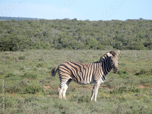 Zebra in South African parc