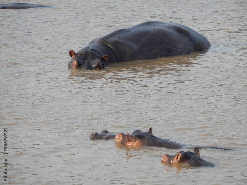 Hippo's in river Hippo's in river