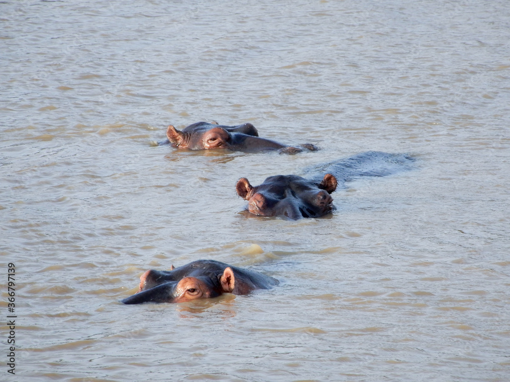 Fototapeta premium Hippo's swimming in river