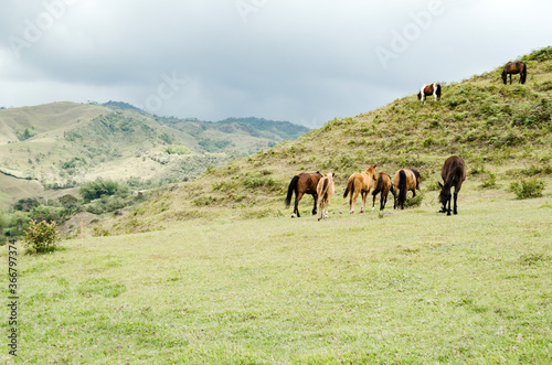 caballos en la montaña © Jhon