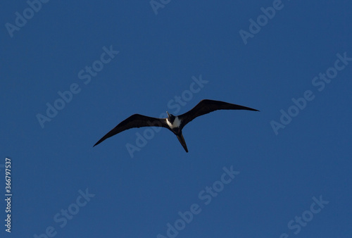 Wildlife. Seabirds. Closeup of a Fregate magnificens  also known as Magnificent Frigatebird  flying across the blue sky.