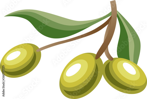 Branch of olives isolated on white background. Color illustration and black. Vector image of olives in cartoon flat style.