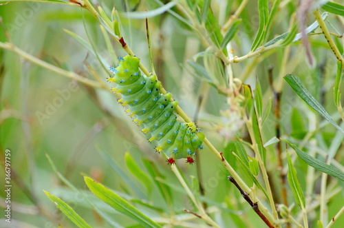 Cecropia Moth Caterpillar in the 3rd instar stage on a willow bush in Ontario, Canada.