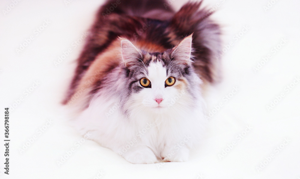 A young purebred long-haired tricolor Norwegian forest cat 10 months on a light background lies and looks at the camera.The color calico.Close up