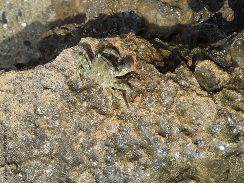 Real crab on the seashore