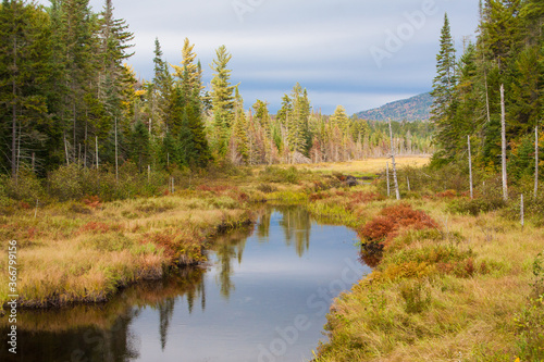 A wetland surrounded by a forest in Adirondack National Park in Upper New York