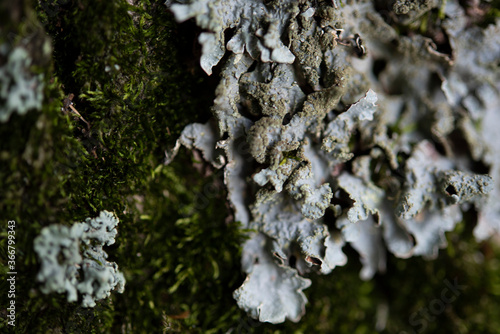 tronco di abete con muschi e licheni close up photo