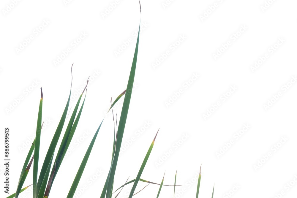Fototapeta premium Wild grass plant leaves on white isolated background for green foliage backdrop 