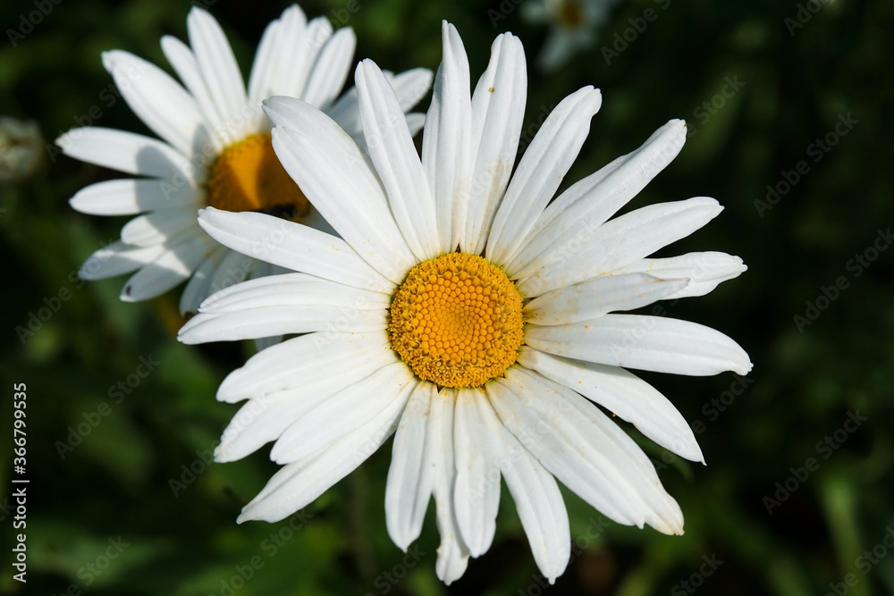 Obraz premium A beautiful oxeye daisy blossom