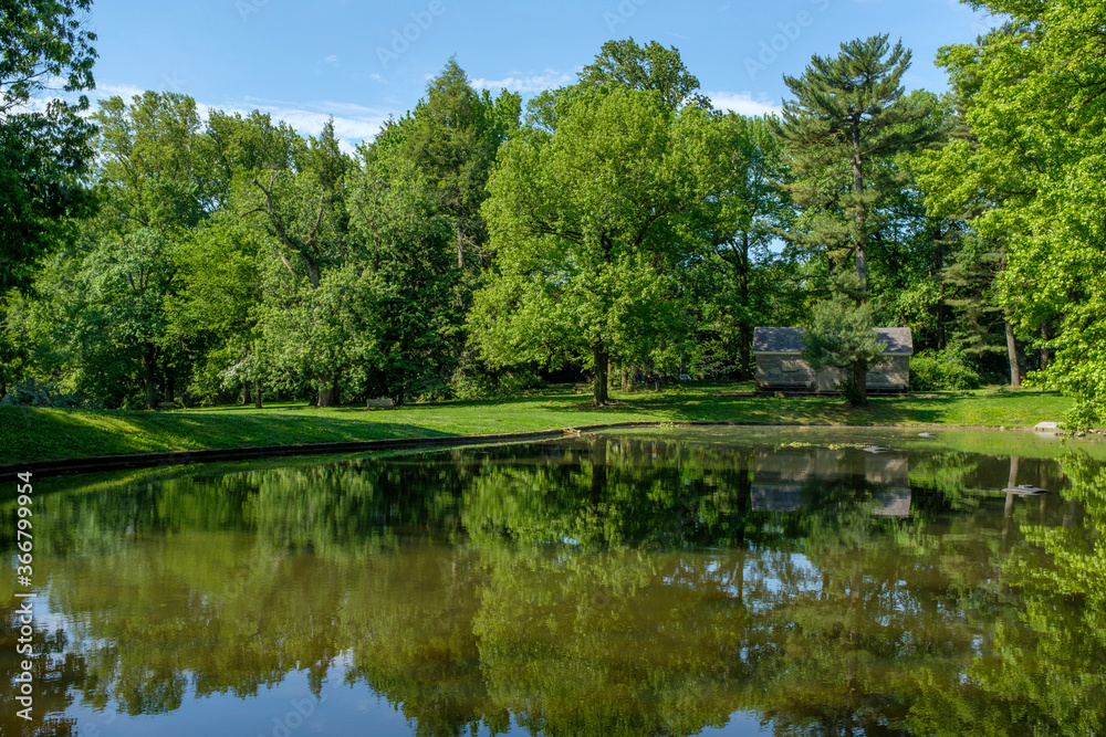 Pond and Trees